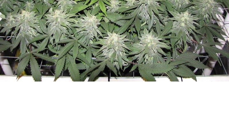 When To Start Scrogging _ A Comprehensive Guide to Scrogging Marijuana ...