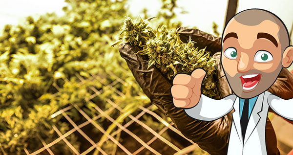 Scrogging Tutorial – Learn How To Scrog In 5 Easy Steps