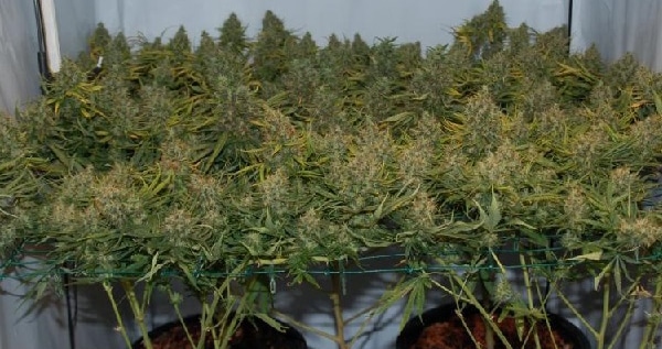 What is scrogging cannabis