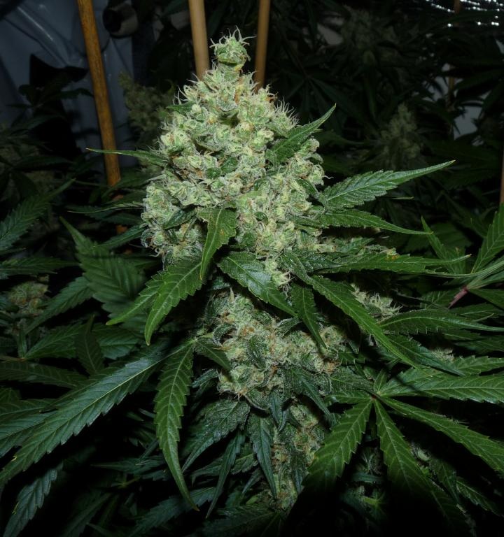 Super Skunk Strain