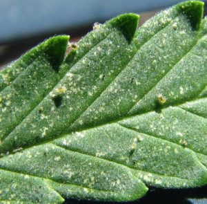 Signs of spider mites on weed plants