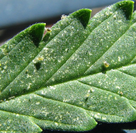 Spider Mites On Weed - Prevention and Complete Removal - ILGM