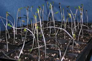 Fixing the Problem of Long, Stretchy Stems