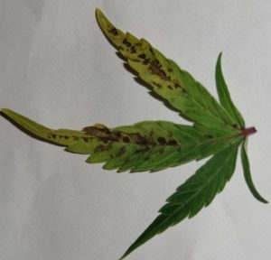 Get rid of fungus gnats on weed