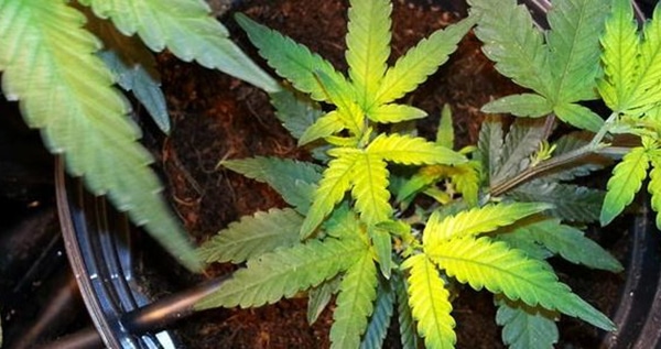 Sings of nitrogen deficiency weed