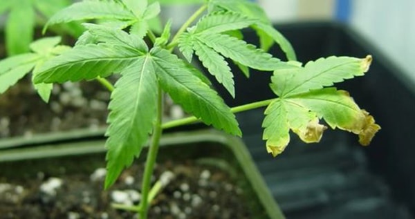 Nitrogen deficiency vegetative state