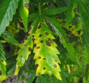 Signs of leaf septoria weed