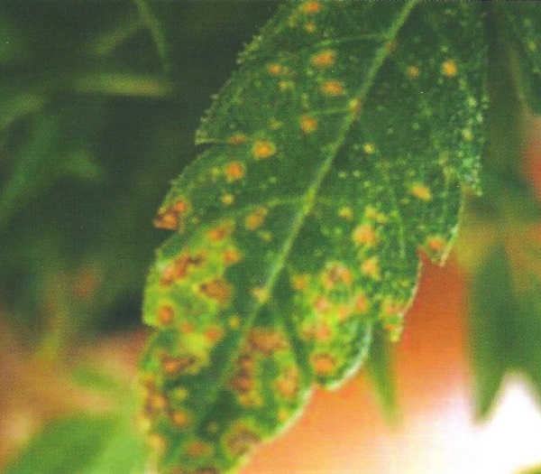 Stop Calcium Deficiencies In Plants Now Fix Calcium Deficiency In Hydro Cans