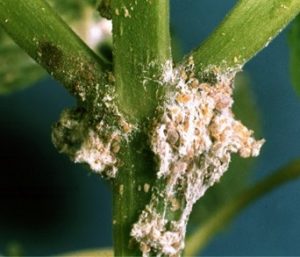Get rid of mealy bugs on cannabis plants