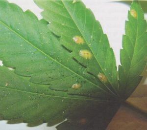 Signs of mealy bugs on weed plants