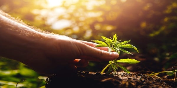 Buy Medical Marijuana Without Medical Card New York