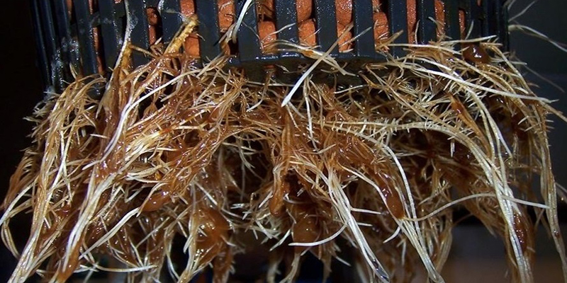 How To Stop Root Rot On Marijuana Plants (The Definitive Guide) - ILGM