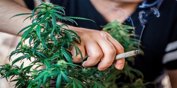 grow your own weed to save money