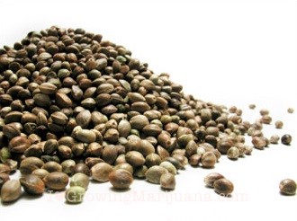 Where To Buy Marijuana Seeds In The United States