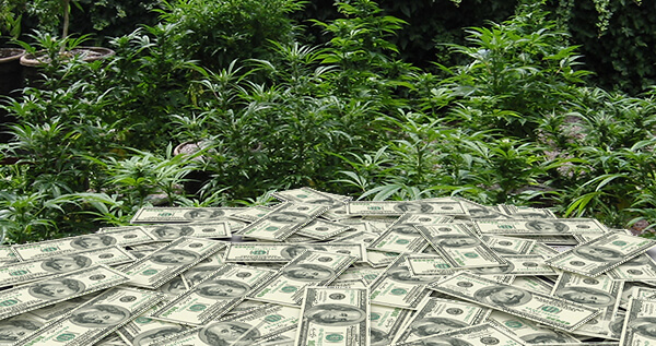 The Costs And Revenues Of Growing Marijuana