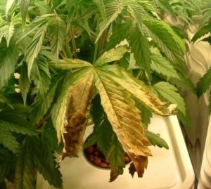 Get rid root rot cannabis