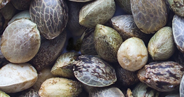 Regular, Feminized and Autoflowering Marijuana Seeds