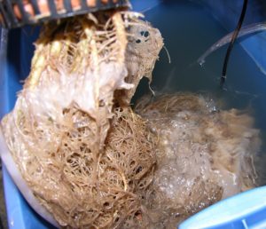 Pythium in hydro cannabis system