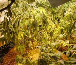 Signs of pythium cannabis
