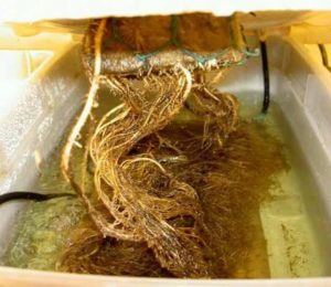 What is root rot pythium cannabis