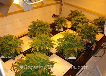 Fixed Fertilizers For Hydroponic Marijuana Growing