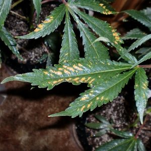 How to fix boron deficiency cannabis