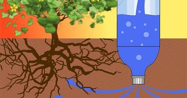 how-to-water-outdoor-weed-plants
