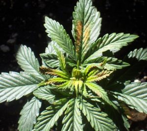 Signs of boron deficiency weed