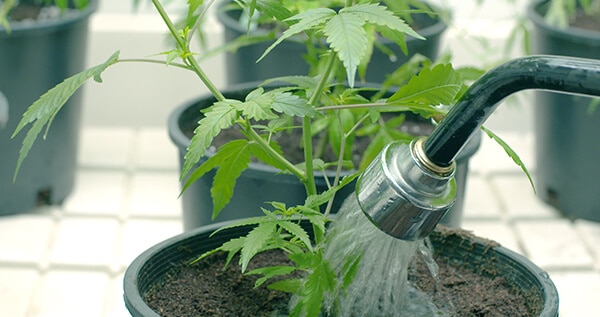 best-water-sources-weed-plants