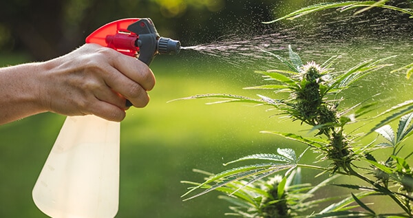 watering-weed-plants-in-garden