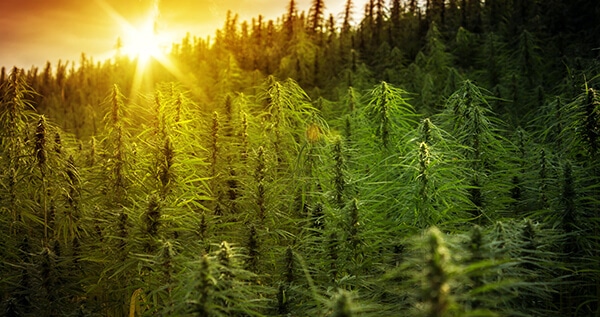 when-water-outdoor-weed-plants