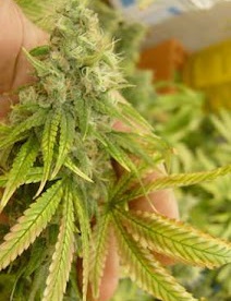 Molybdenum Deficiency In Marijuana Plants