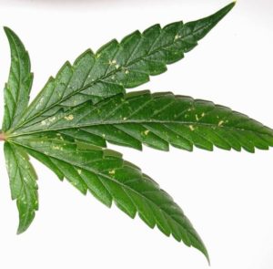 Get rid of thrips on cannabis plants