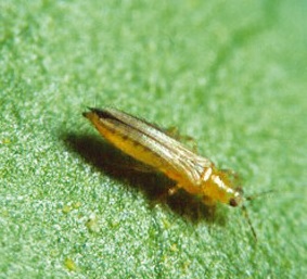 Signs of thrips on weed plants