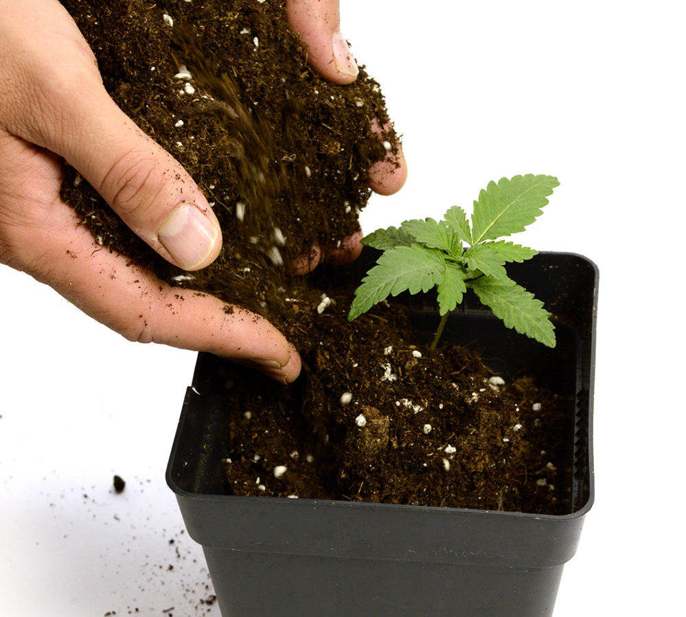 When And How To Transplant Marijuana Plants (Definitive Guide) ILGM
