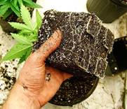 Transplanting Marijuana Plants