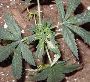How to fix copper deficiency cannabis