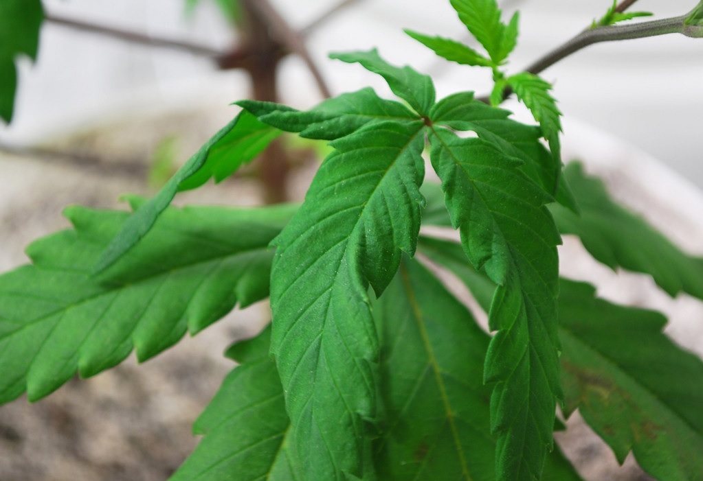 how-to-fix-wilting-and-drooping-leaves-on-cannabis-plants