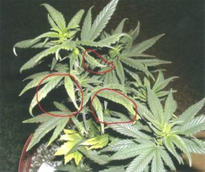 Sings of a copper deficiency cannabis