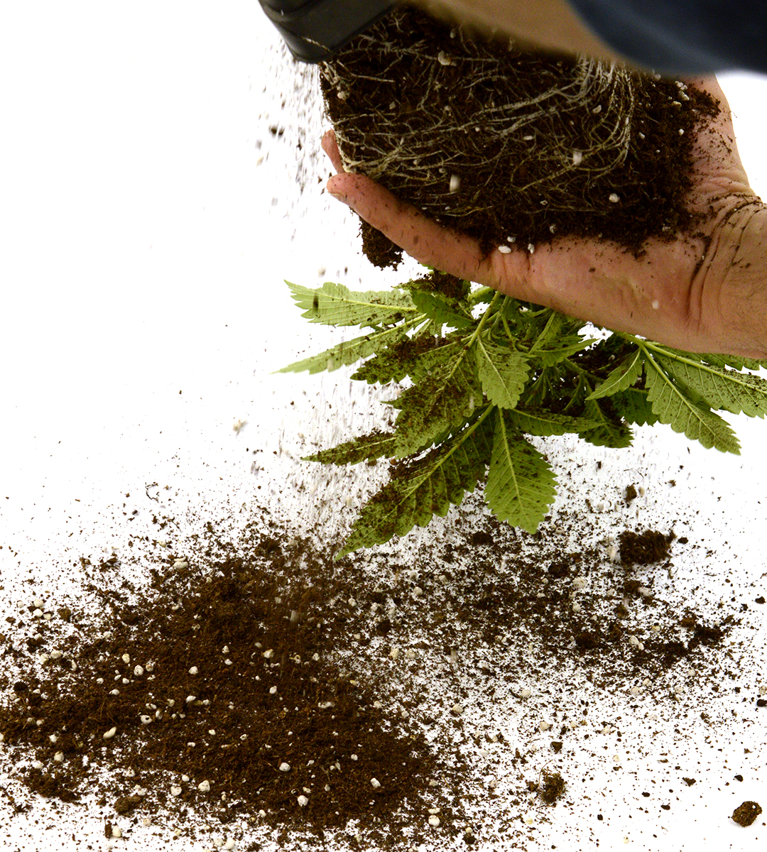 The Best Marijuana Fertilizers And Nutrients