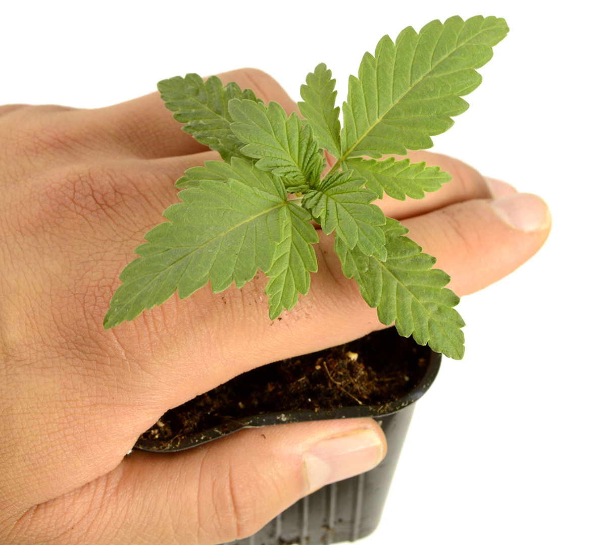 When And How To Transplant Marijuana Plants (Definitive Guide) ILGM
