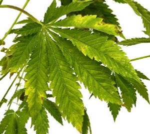 Discoloration on leaves due to high EC