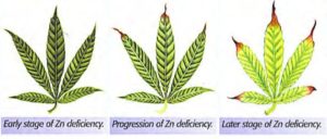 How to fix a zinc deficiency weed