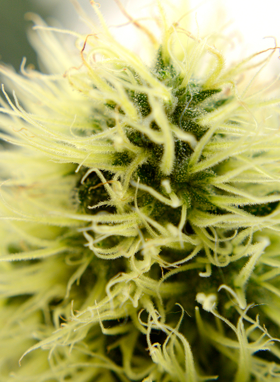 Grow Schedule For Soil Growers