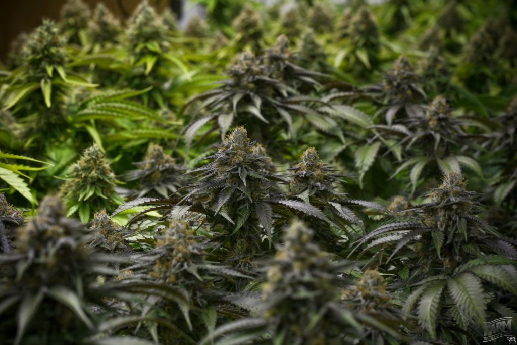 The Ultimate Blackberry Kush Strain Review I Love Growing Marijuana