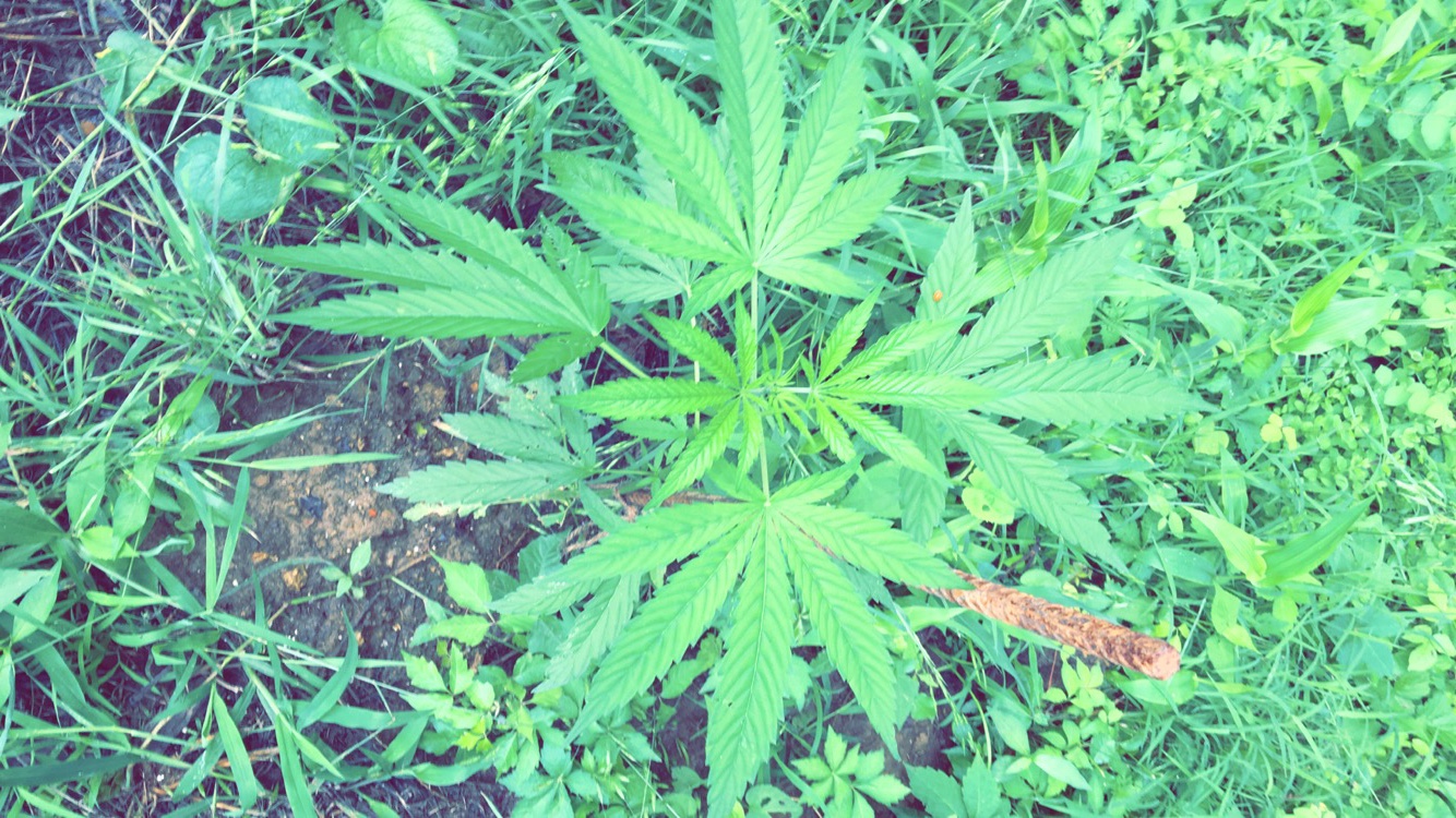 Blue Cheese Strain Review I Love Growing Marijuana