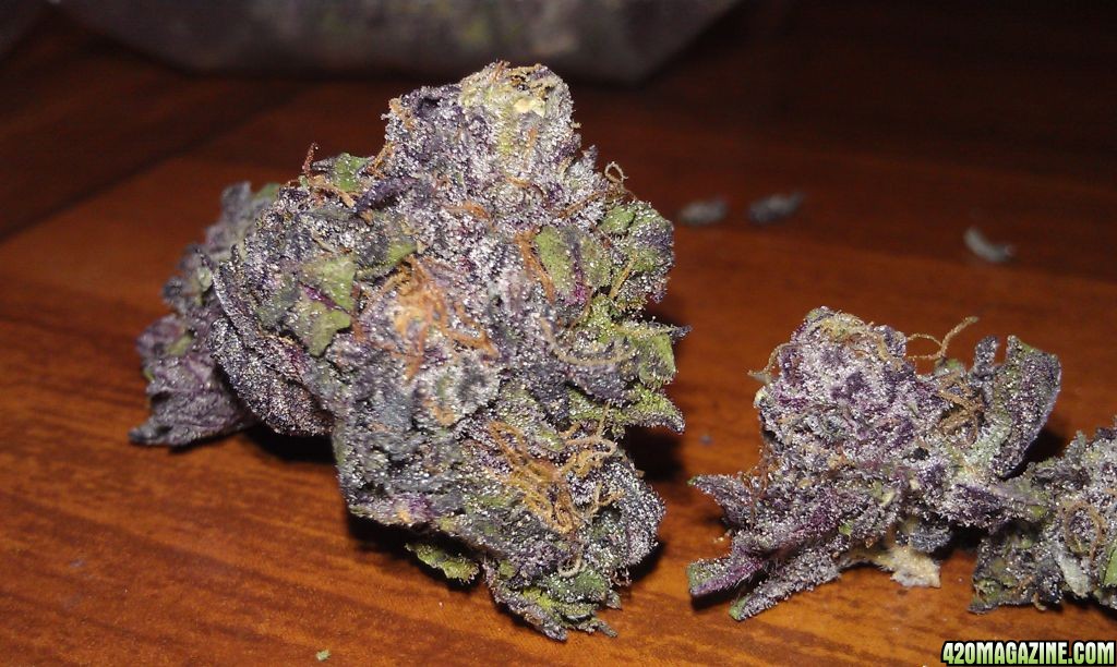 The Ultimate Grape Ape Strain Review I Love Growing Marijuana