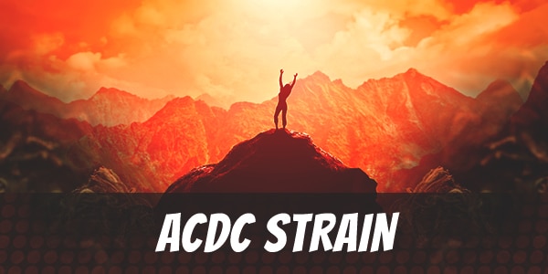ACDC Strain