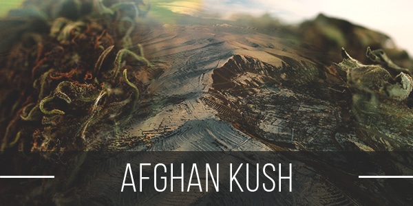Afghan Kush