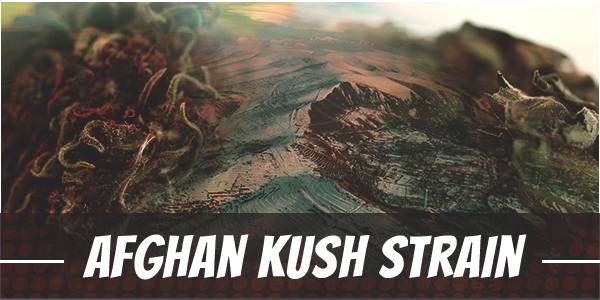 Afghan Kush